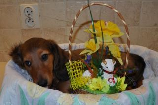 Jamnik d�ugow�osy